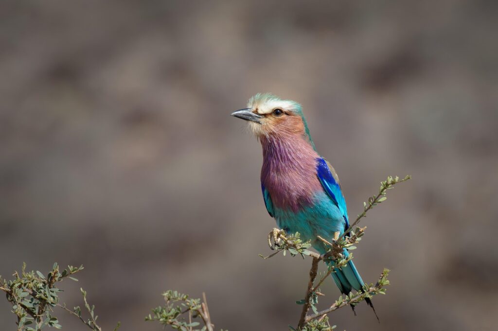 bird, nature, long tail roller, fauna, kenya, samburu, long breast roller, africa, rollier
