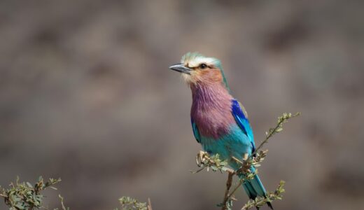 bird, nature, long tail roller, fauna, kenya, samburu, long breast roller, africa, rollier