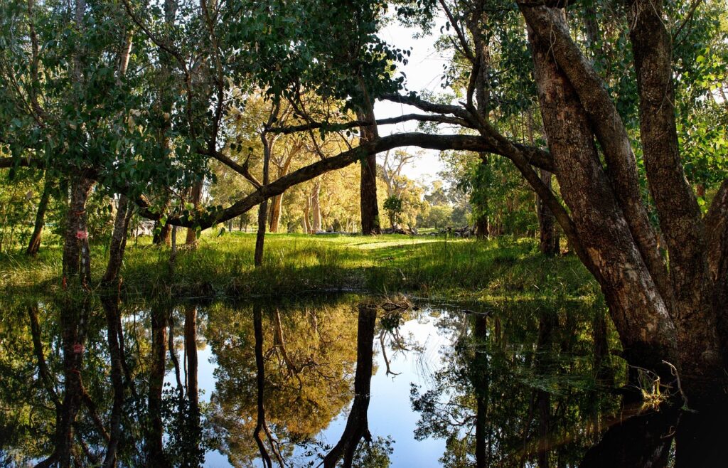 trees, landscape, nature, reflections, brook, forest, scenic, outdoors, water, green, magic, habitat, australia, 5 mile brook, eucalyptus, brook, habitat, habitat, eucalyptus, eucalyptus, eucalyptus, eucalyptus, eucalyptus