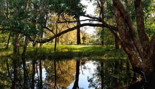 trees, landscape, nature, reflections, brook, forest, scenic, outdoors, water, green, magic, habitat, australia, 5 mile brook, eucalyptus, brook, habitat, habitat, eucalyptus, eucalyptus, eucalyptus, eucalyptus, eucalyptus