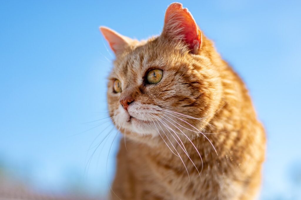 cat, nature, roux, old, look, pet, profile, animal, feline