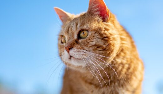 cat, nature, roux, old, look, pet, profile, animal, feline