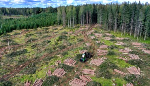 forestry, timber, logging, clear-cutting, forest machine, logs, forestry, forestry, forestry, forestry, forestry, logging, logging, logging, logging