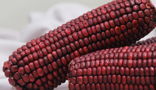 corn, red corn, food, vegetables