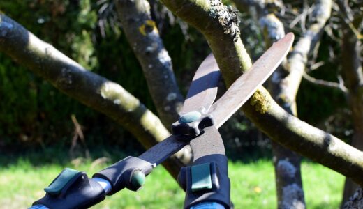 pruning shears, hedge trimmer, tree cutter, nature, tree, garden