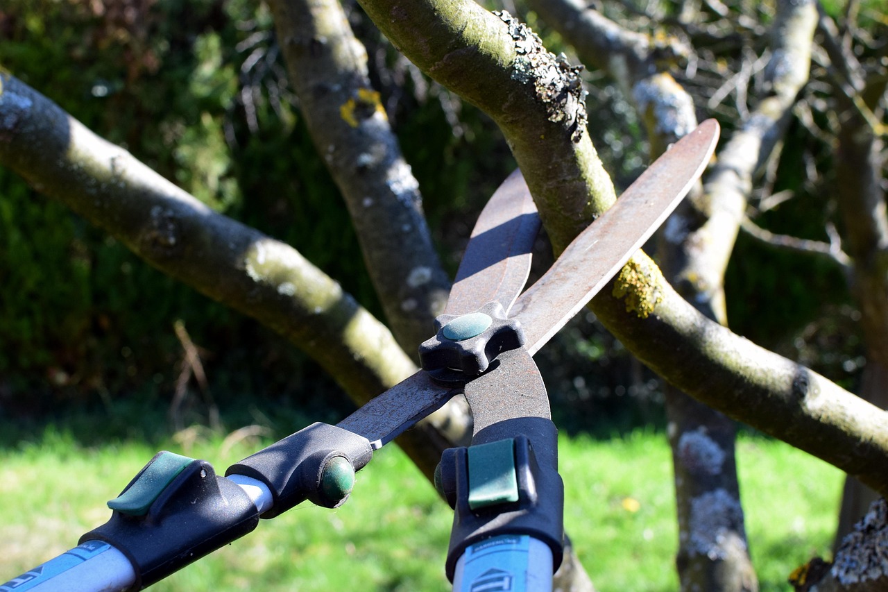 pruning shears, hedge trimmer, tree cutter, nature, tree, garden
