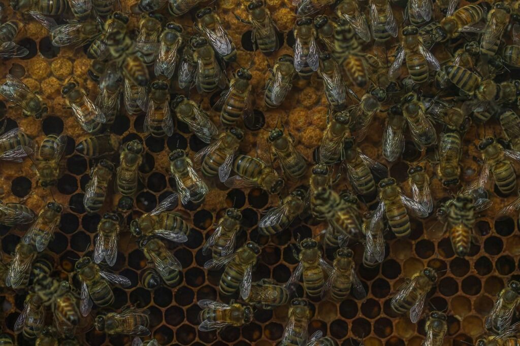 bees, honeycomb, hive, honey, pollination, honey bees, workers, natural, closeup, ecosystem, agriculture, living, wildlife, collaboration, structural, complex, biological, colony, conserve, production