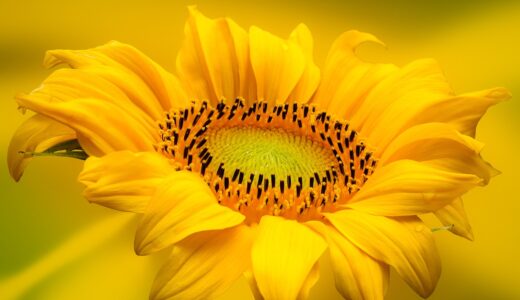 sunflower, flower, flower wallpaper, yellow flower, petals, yellow petals, bloom, beautiful flowers, blossom, flora, plant, nature, flower background, close up