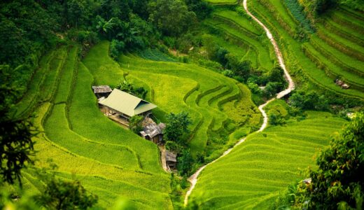 apartment, curve, path, step, paddy field, nature, oasis, isolation, tree