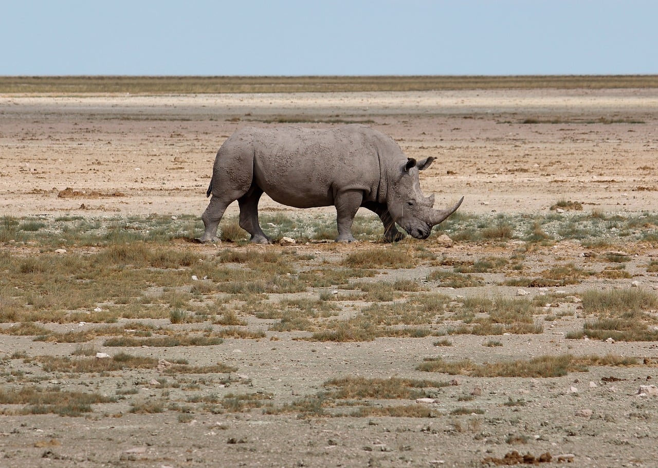 rhinoceros, savannah, etosha, namibia, nature, desert, big five, wildlife, mammal, natural environment, mammal horn, african wilderness, natural, day, view, area, untouched nature, nature conservation, wildlife protection